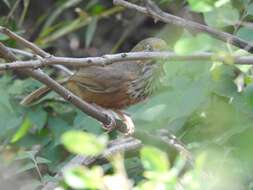 Image of Black-streaked Scimitar Babbler