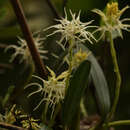 Bulbophyllum cauliflorum Hook. fil.的圖片
