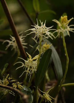 Imagem de Bulbophyllum cauliflorum Hook. fil.