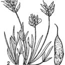 Image of tufted milkvetch
