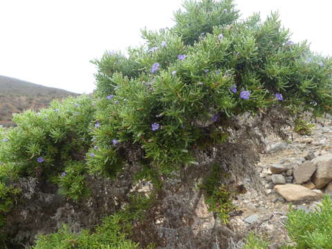 Image de Nolana ramosissima I. M. Johnston