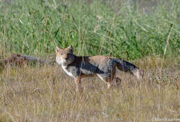 Image of Tibetan Fox