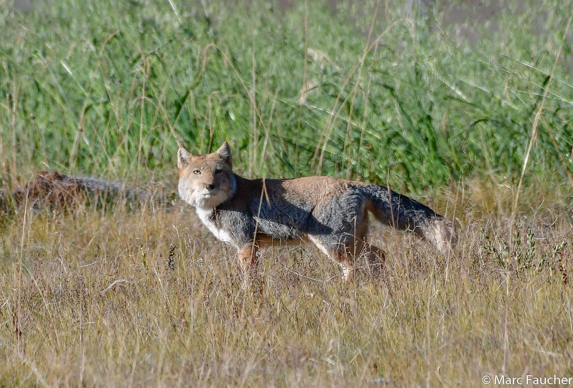 Image of Tibetan Fox