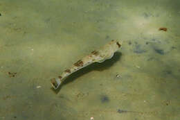 Image of Bass flathead