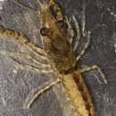 Image of Procambarus youngi Hobbs 1942