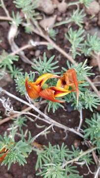 Image of Lotus maculatus Breitf.