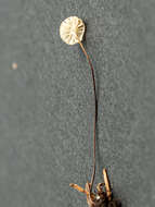 Image of Marasmius wettsteinii Sacc. & P. Syd. 1899