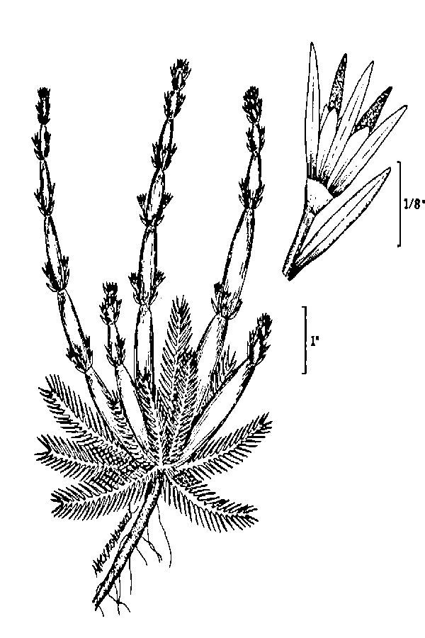 Image of American featherfoil