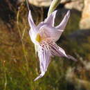 Image of Gladiolus violaceolineatus G. J. Lewis