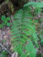 Image de Dryopteris leedsii Wherry