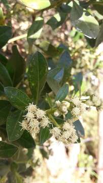 Baccharis macrantha Kunth的圖片