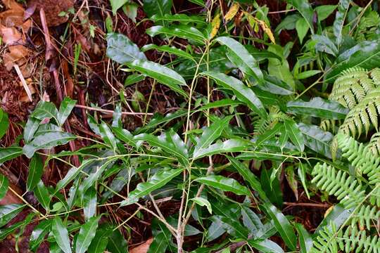 Image of Quercus ocoteifolia Liebm.