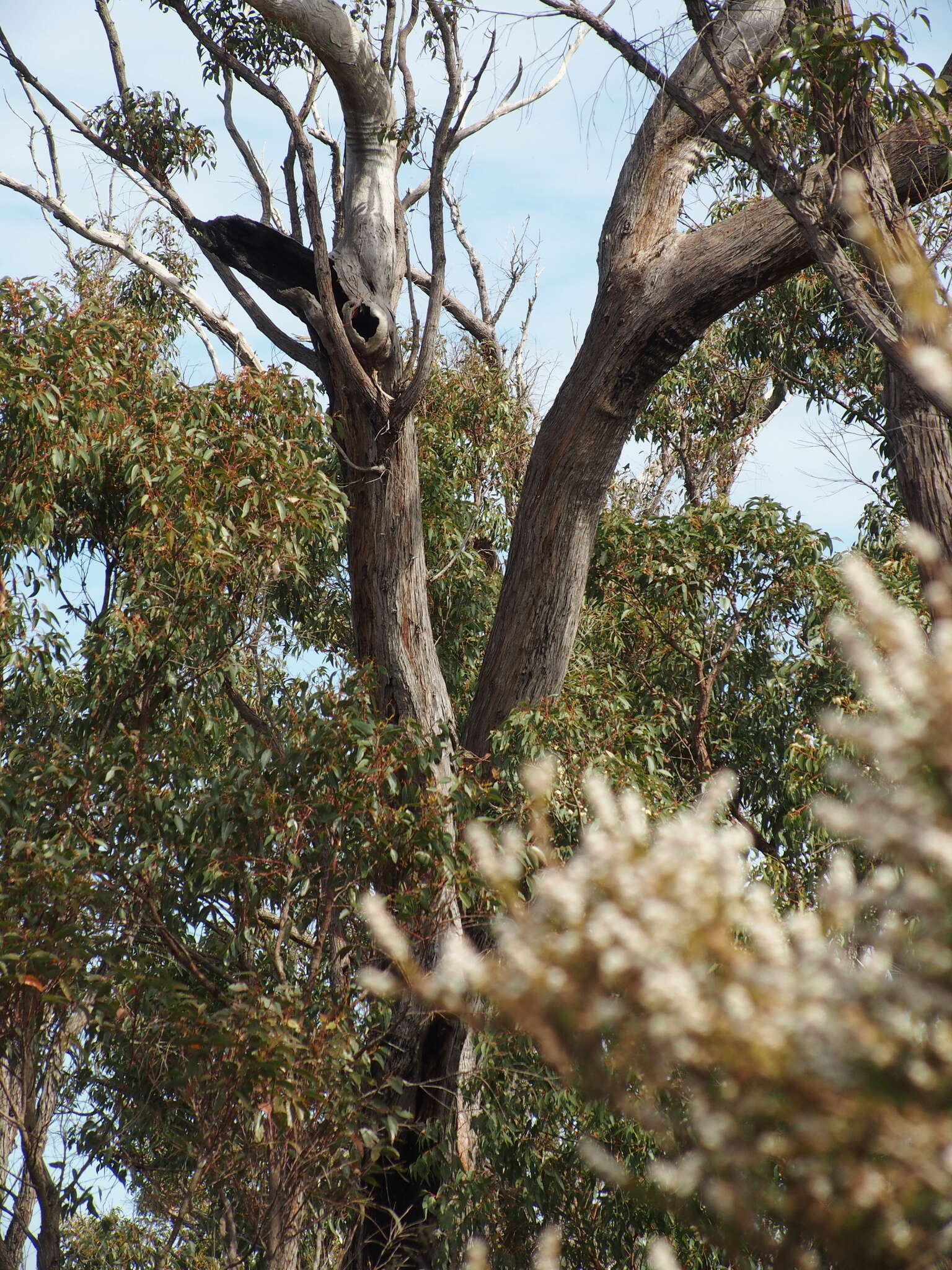 Image of Eucalyptus marginata subsp. marginata