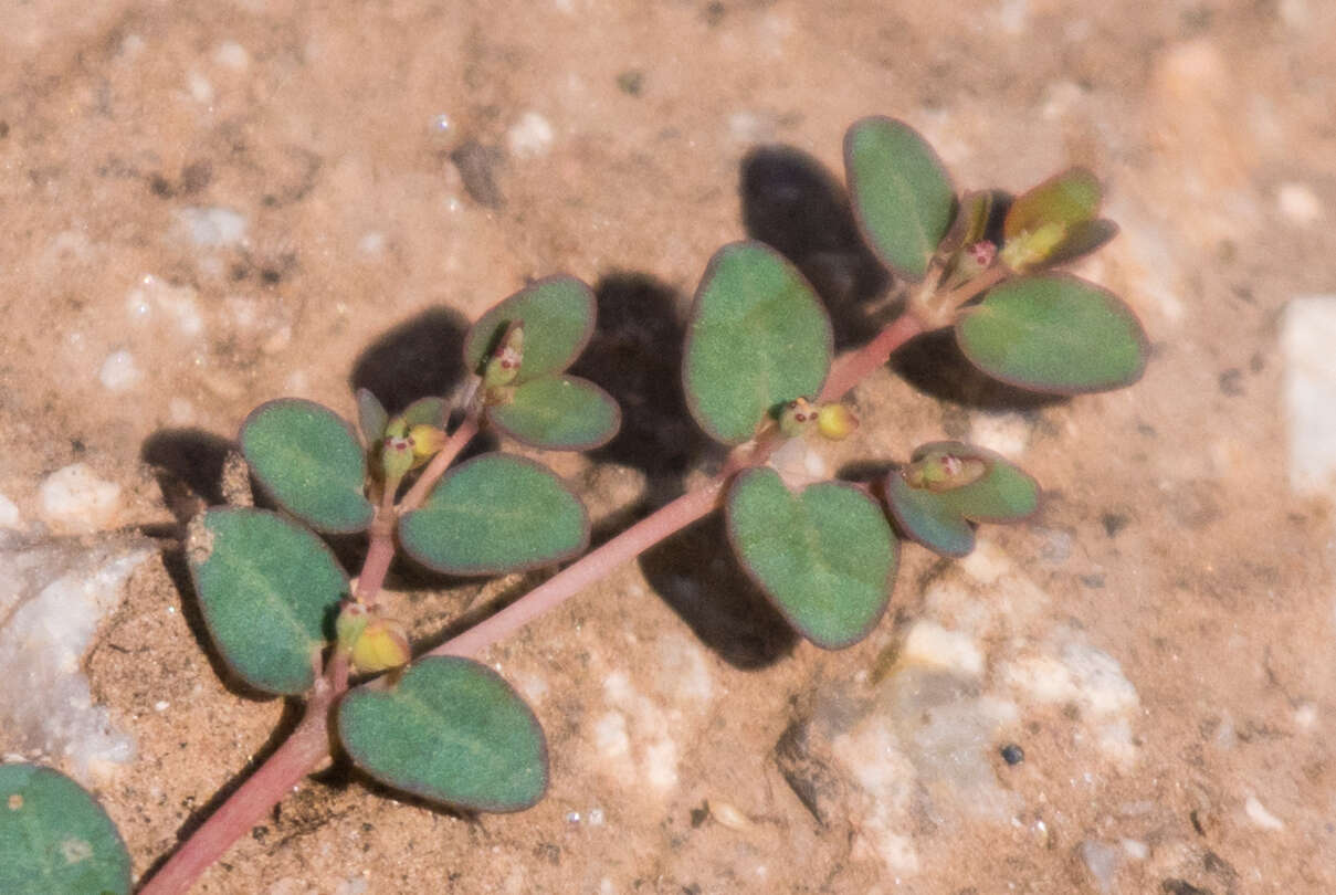 Image of Sonoran sandmat