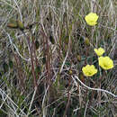 Image of Papaver lapponicum subsp. jugoricum (Tolm.) S. V. Gudoshnikov