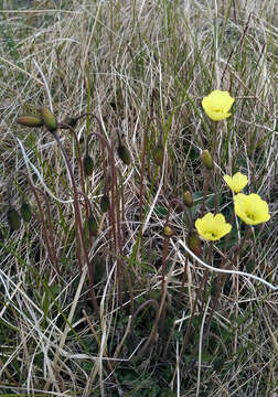 Image of Papaver lapponicum subsp. jugoricum (Tolm.) S. V. Gudoshnikov