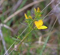 Image of Yellow Meadow-Beauty