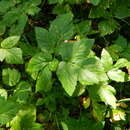Image of Aegopodium latifolium Turcz.