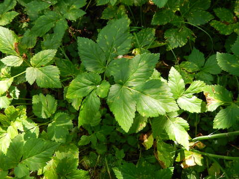 Imagem de Aegopodium latifolium Turcz.