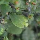 Image of Didymoglossum beaverianum Senterre & Rouhan