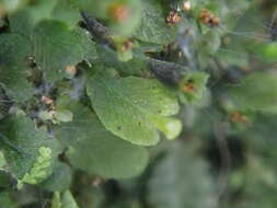 Image of Didymoglossum beaverianum Senterre & Rouhan