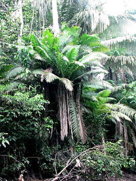 Image of Phytelephas tenuicaulis (Barfod) A. J. Hend.