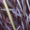 Image of little barley