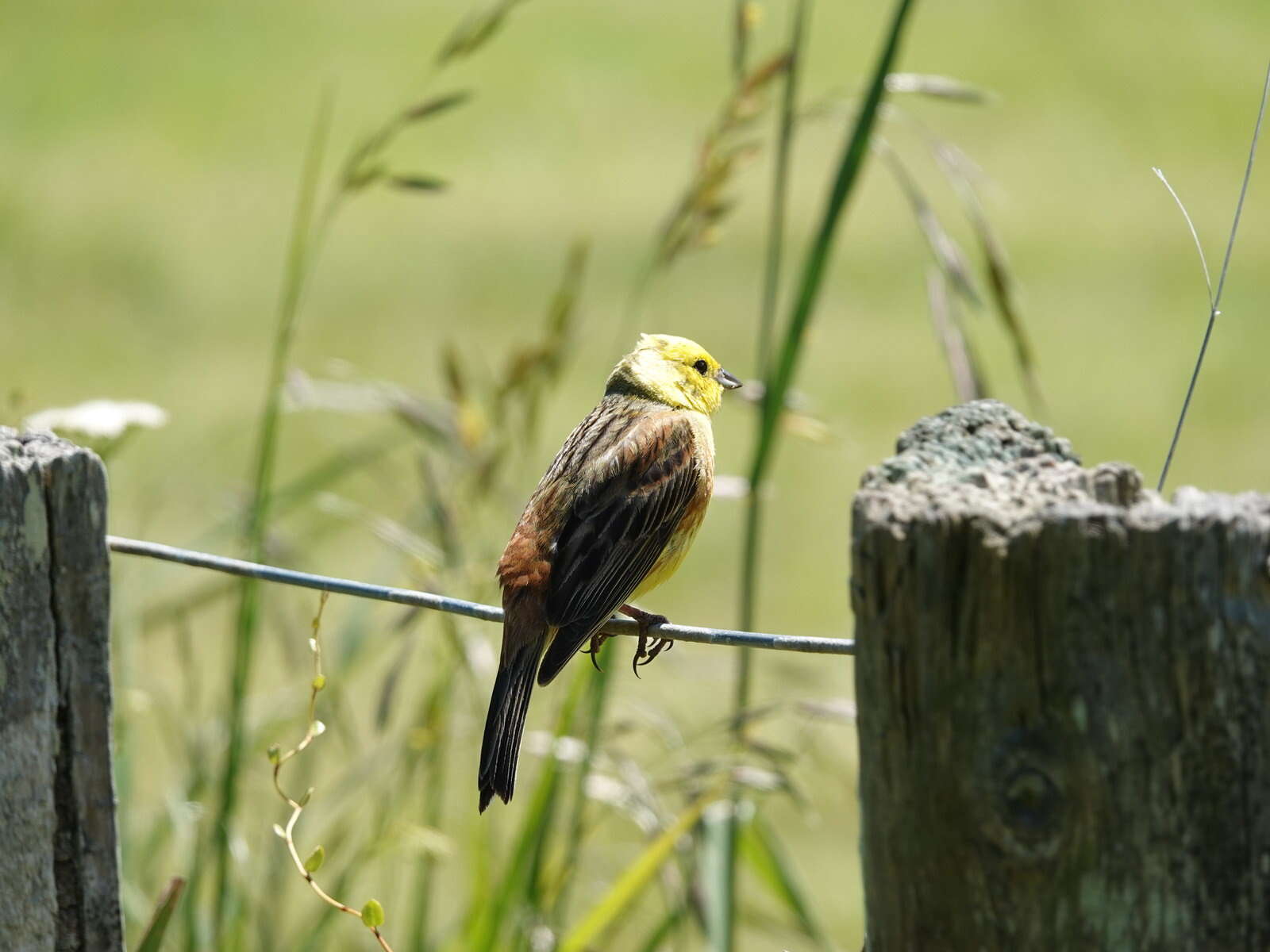 Sivun Emberiza citrinella caliginosa Clancey 1940 kuva