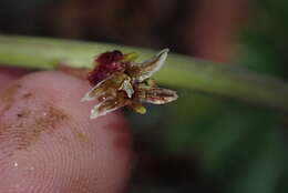 صورة Caulanthus coulteri (A. Gray ex S. Watson) S. Watson