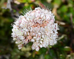 Image of seacliff buckwheat