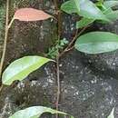 Слика од Ficus sarmentosa var. nipponica (Franch. & Savatier) Corner