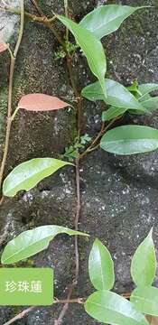 Image of Ficus sarmentosa var. nipponica (Franch. & Savatier) Corner