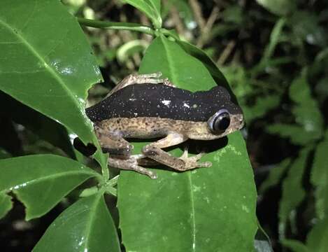 Imagem de Pithecopus palliatus (Peters 1873)