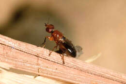 Image of Elachiptera brevipennis (Meigen 1830)