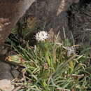 Image of Senecio scorzonerifolius Meyen & Walp.