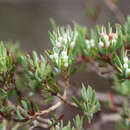 Image of Darwinia leptantha B. G. Briggs