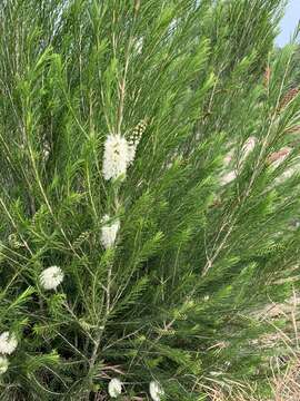 Sivun Melaleuca armillaris subsp. armillaris kuva