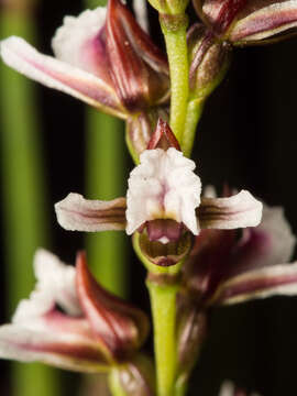 Image of Prasophyllum helophilum D. L. Jones & D. T. Rouse