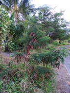 Plancia ëd Leucaena leucocephala (Lam.) de Wit