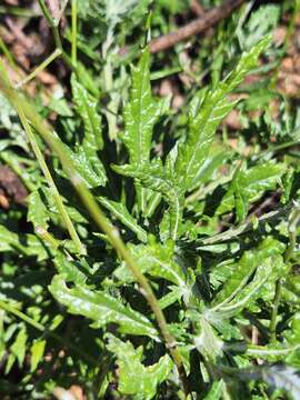 Plancia ëd Senecio variifolius DC.