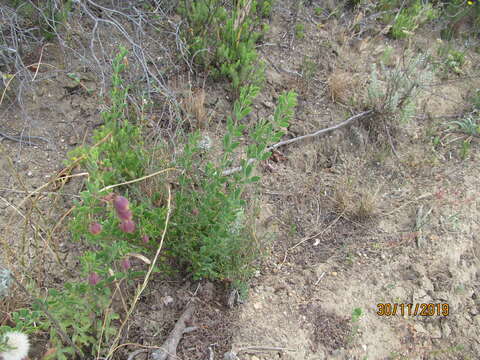 Image de Roepera sessilifolia (L.) Beier & Thulin