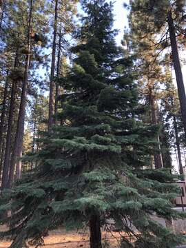 Image of white fir