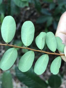 Слика од Phyllanthus cochinchinensis Spreng.