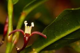 Image of Melicope glaberrima Guillaum.