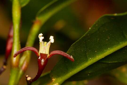 Image of Melicope glaberrima Guillaum.