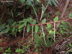 Plancia ëd Epidendrum radicans Pav. ex Lindl.