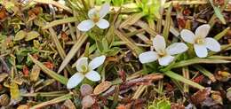 صورة <i>Stylidium subulatum</i>