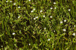 Image of One-Flower Stitchwort