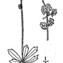 Image of leafystem saxifrage