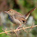 Image of Cisticola subruficapilla subruficapilla (Smith & A 1843)